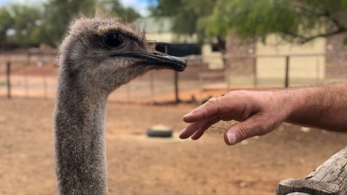 Südafrika 2019 – Tag 25 (12)
