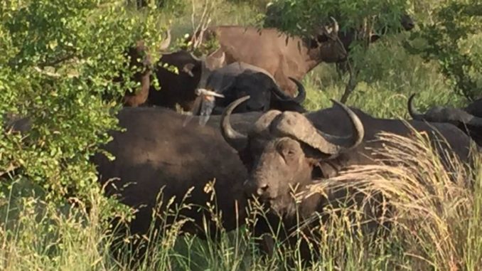 Botswana 2020 – Tag 7 (4)