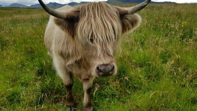 Schottland-Irland-London II – Tag 15 - 1 (9)