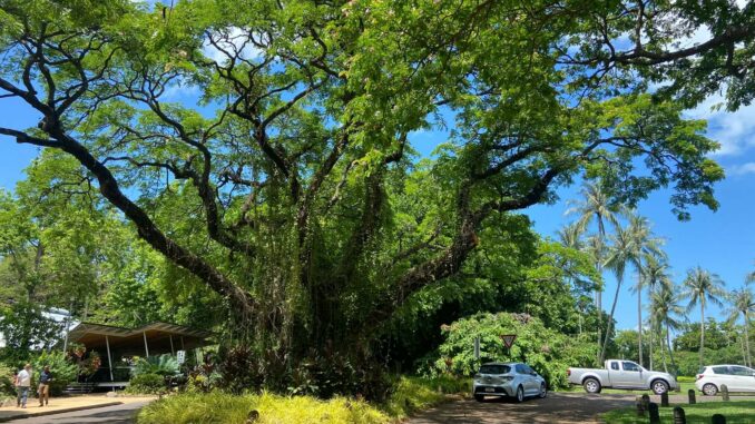 Australien – Tag 4 – 2 (11)