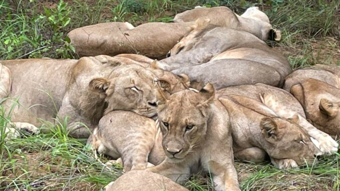 Botswana – Tag 18 – 6 (4)