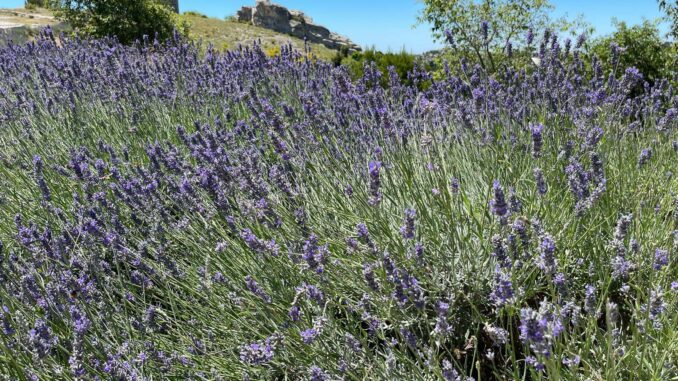 Provence – Tag 16 (1)